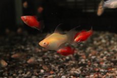 画像2: 【淡水魚】【通販】レア種 アルビノライヤープラティ【１匹 サンプル画像】(プラティ)(生体)(熱帯魚)NK (2)