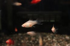 画像3: 【淡水魚】【通販】レア種 アルビノライヤープラティ【１匹 サンプル画像】(プラティ)(生体)(熱帯魚)NK (3)