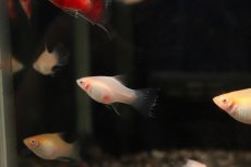 画像4: 【淡水魚】【通販】レア種 アルビノライヤープラティ【１匹 サンプル画像】(プラティ)(生体)(熱帯魚)NK (4)