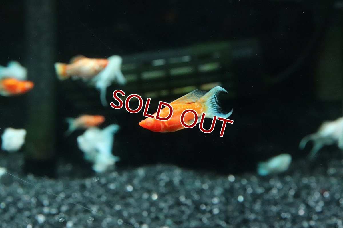 画像1: 【淡水魚】【通販】アルビノゴールデンバルーンライヤーモーリー【１匹 サンプル画像】(プラティ)(生体)(熱帯魚)NK (1)