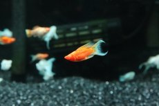 画像1: 【淡水魚】【通販】アルビノゴールデンバルーンライヤーモーリー【１匹 サンプル画像】(プラティ)(生体)(熱帯魚)NK (1)