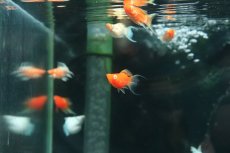 画像2: 【淡水魚】【通販】アルビノゴールデンバルーンライヤーモーリー【１匹 サンプル画像】(プラティ)(生体)(熱帯魚)NK (2)
