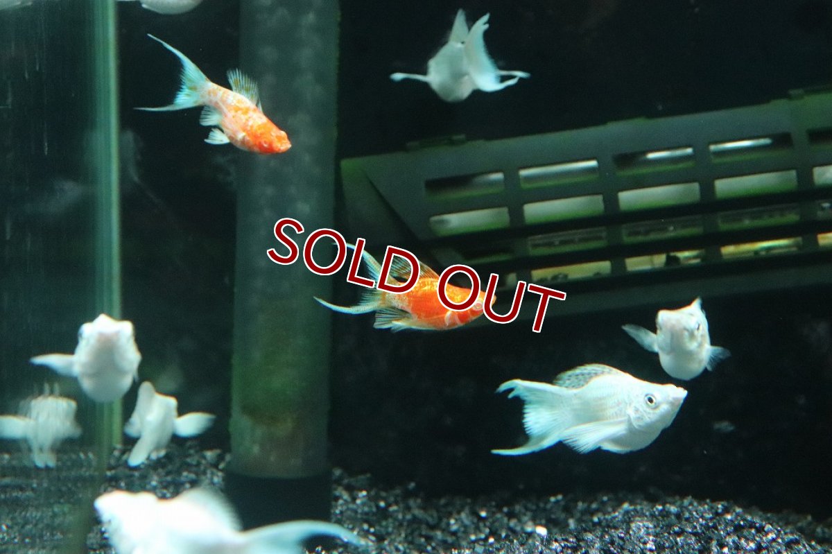 画像3: 【淡水魚】【通販】アルビノゴールデンバルーンライヤーモーリー【１匹 サンプル画像】(プラティ)(生体)(熱帯魚)NK (3)