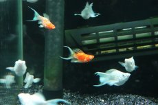 画像3: 【淡水魚】【通販】アルビノゴールデンバルーンライヤーモーリー【１匹 サンプル画像】(プラティ)(生体)(熱帯魚)NK (3)