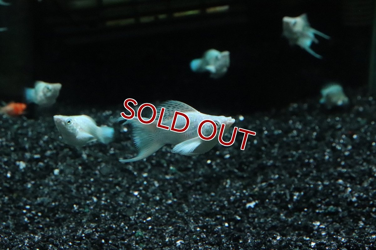 画像1: 【淡水魚】【通販】プラチナホワイトバルーンライヤーモーリー【１匹 サンプル画像】(プラティ)(生体)(熱帯魚)NK (1)