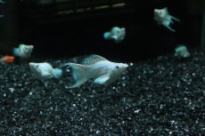画像1: 【淡水魚】【通販】プラチナホワイトバルーンライヤーモーリー【１匹 サンプル画像】(プラティ)(生体)(熱帯魚)NK (1)