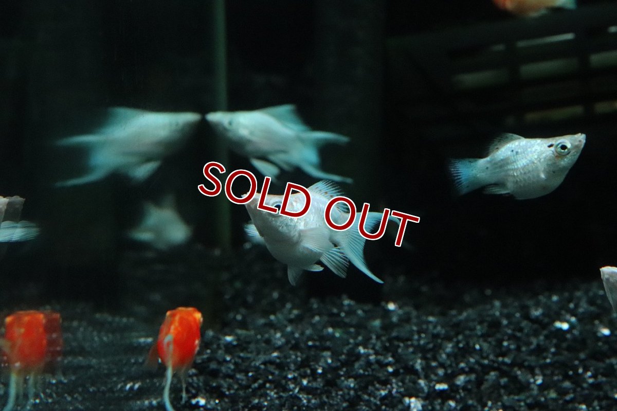 画像2: 【淡水魚】【通販】プラチナホワイトバルーンライヤーモーリー【１匹 サンプル画像】(プラティ)(生体)(熱帯魚)NK (2)