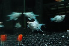 画像2: 【淡水魚】【通販】プラチナホワイトバルーンライヤーモーリー【１匹 サンプル画像】(プラティ)(生体)(熱帯魚)NK (2)