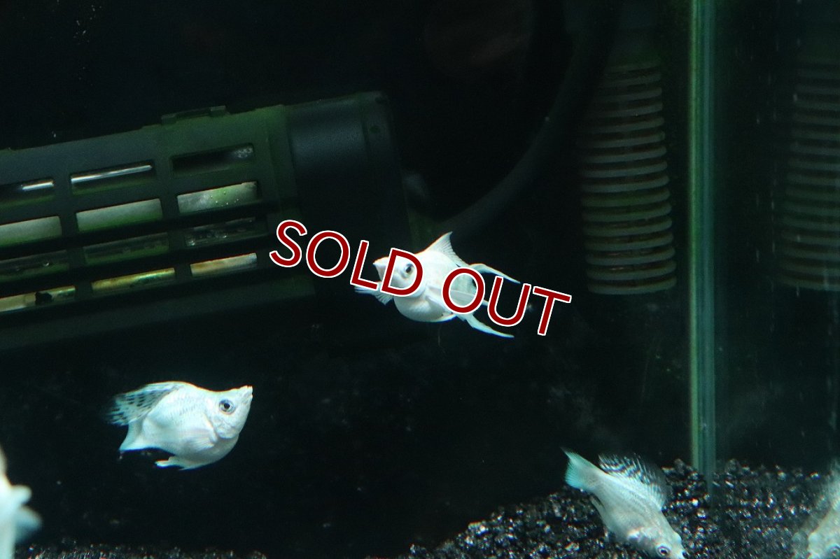 画像3: 【淡水魚】【通販】プラチナホワイトバルーンライヤーモーリー【１匹 サンプル画像】(プラティ)(生体)(熱帯魚)NK (3)