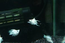 画像3: 【淡水魚】【通販】プラチナホワイトバルーンライヤーモーリー【１匹 サンプル画像】(プラティ)(生体)(熱帯魚)NK (3)