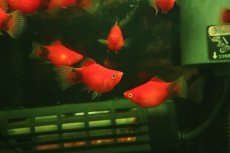 画像1: 【淡水魚】【通販】レア種 Lサイズ ショートボディ レッドミッキーマウスプラティ(バルーン)【１匹 サンプル画像】(生体)(熱帯魚)NK (1)