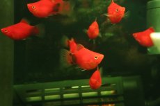 画像2: 【淡水魚】【通販】レア種 Lサイズ ショートボディ レッドミッキーマウスプラティ(バルーン)【１匹 サンプル画像】(生体)(熱帯魚)NK (2)