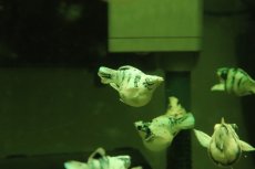 画像1: 【淡水魚】【通販】ブルーアイプラチナホワイトバルーンゼブラモーリー【1匹 サンプル画像】(高級モーリー)(生体)(熱帯魚)NK (1)