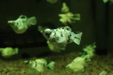 画像2: 【淡水魚】【通販】ブルーアイプラチナホワイトバルーンゼブラモーリー【1匹 サンプル画像】(高級モーリー)(生体)(熱帯魚)NK (2)