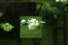 画像3: 【淡水魚】【通販】ブルーアイプラチナホワイトバルーンゼブラモーリー【1匹 サンプル画像】(高級モーリー)(生体)(熱帯魚)NK (3)