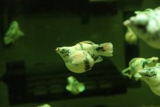 画像4: 【淡水魚】【通販】ブルーアイプラチナホワイトバルーンゼブラモーリー【1匹 サンプル画像】(高級モーリー)(生体)(熱帯魚)NK (4)