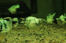画像5: 【淡水魚】【通販】ブルーアイプラチナホワイトバルーンゼブラモーリー【1匹 サンプル画像】(高級モーリー)(生体)(熱帯魚)NK (5)