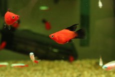 画像1: 【通販 淡水魚】レア種 ハイフィン バルーンブラックテールレッドプラティ【１匹 サンプル画像】(プラティ)(生体)(熱帯魚)NK (1)
