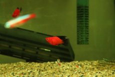 画像2: 【通販 淡水魚】レア種 ハイフィン バルーンブラックテールレッドプラティ【１匹 サンプル画像】(プラティ)(生体)(熱帯魚)NK (2)