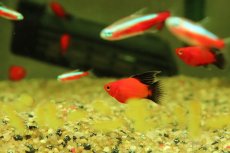 画像3: 【通販 淡水魚】レア種 ハイフィン バルーンブラックテールレッドプラティ【１匹 サンプル画像】(プラティ)(生体)(熱帯魚)NK (3)