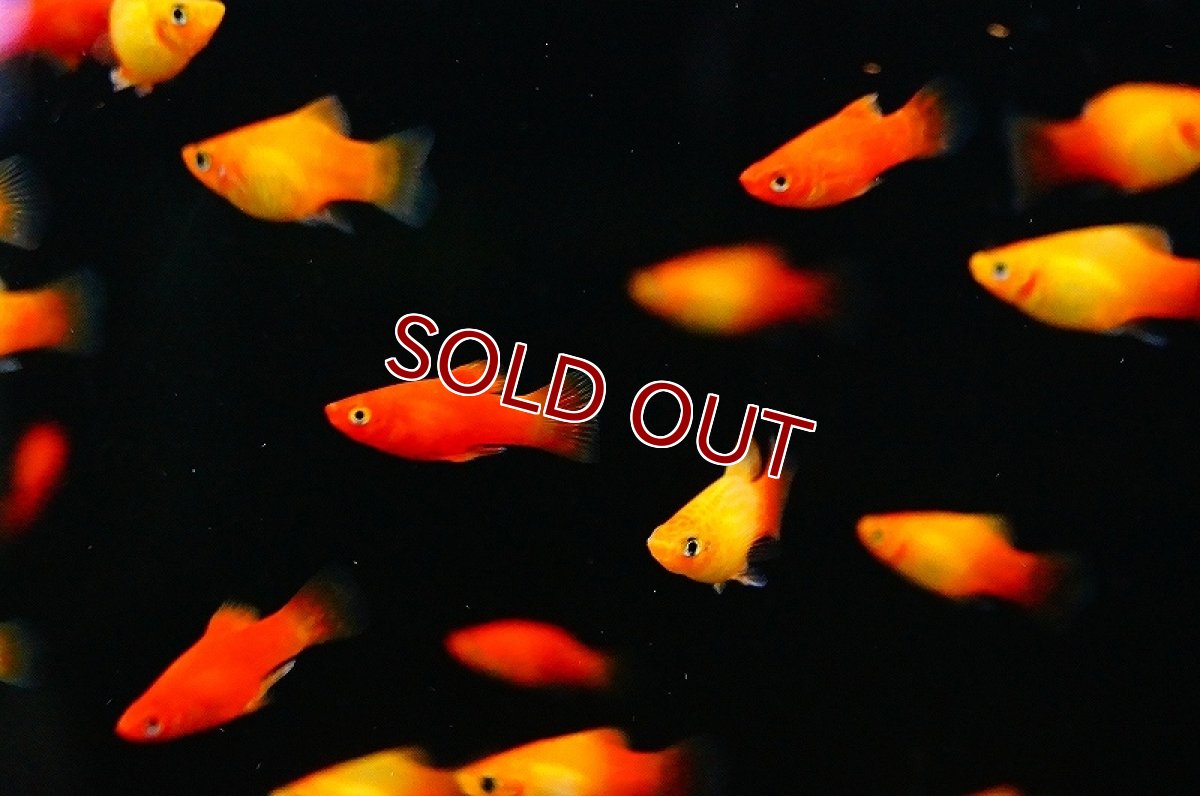 画像1: 【淡水魚】お取り寄せ MIXプラティ【1匹】（生体）【メダカ科】（熱帯魚） (1)