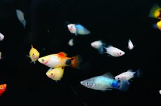 画像2: 【淡水魚】【通販】ミックス ミッキーマウスプラティ【5匹 サンプル画像】（生体）【メダカ科】（熱帯魚） (2)