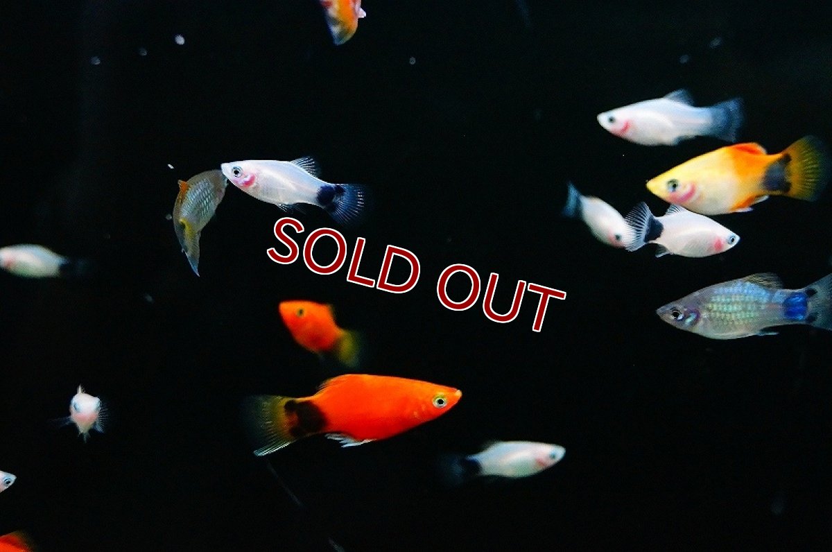 画像3: 【淡水魚】ミックス ミッキーマウスプラティ【5匹 サンプル画像】（生体）【メダカ科】（熱帯魚） (3)