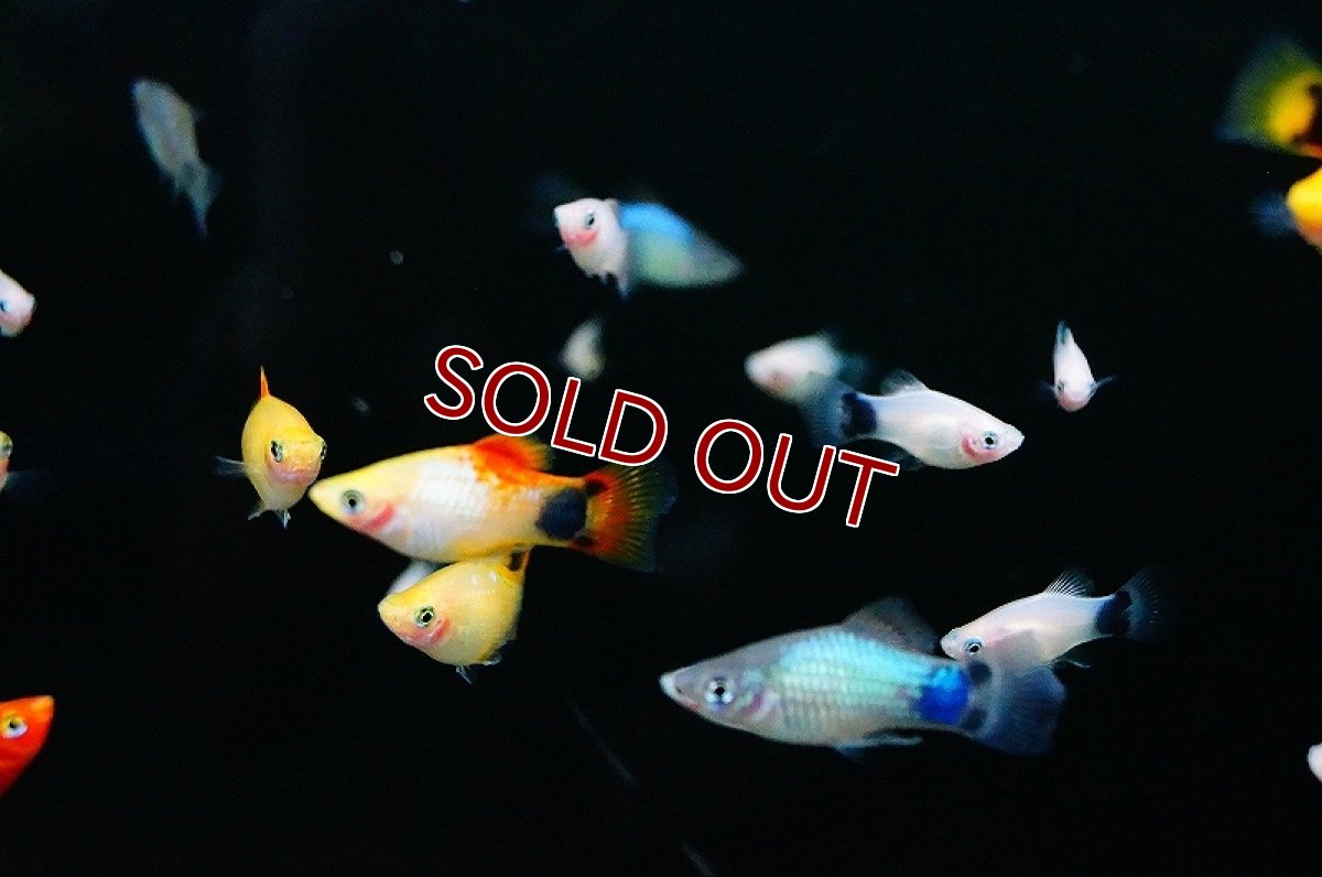 画像2: 【淡水魚】ミックス ミッキーマウスプラティ【1匹 サンプル画像】（生体）【メダカ科】（熱帯魚） (2)