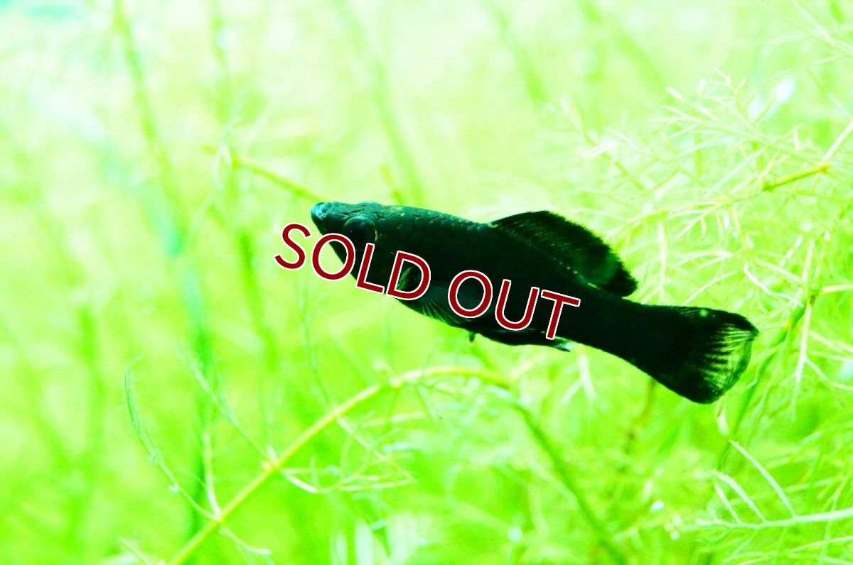 画像2: 【淡水魚】【通販】ブラックモーリー【1匹 サンプル画像】（生体）【メダカ科】（熱帯魚） (2)