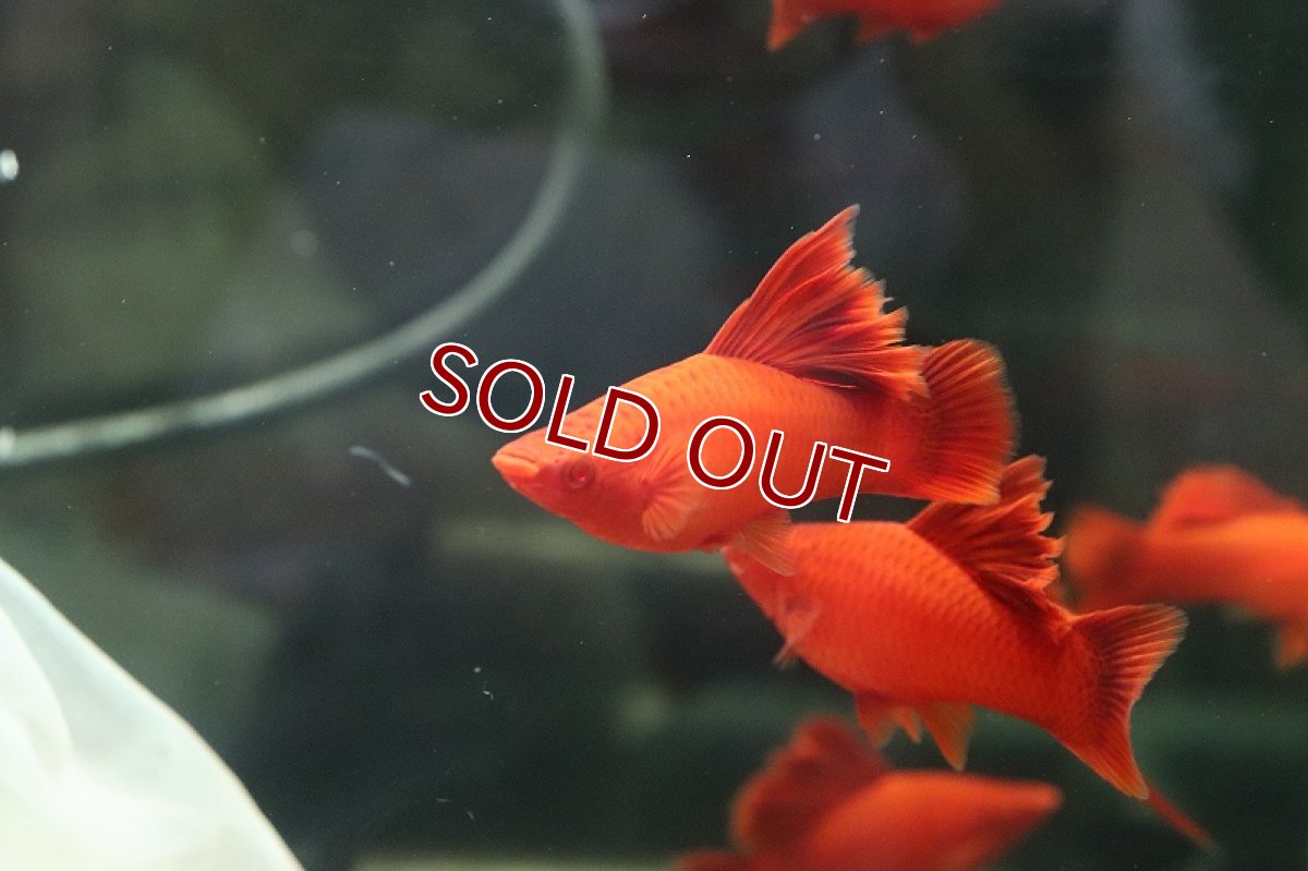 画像3: 【淡水魚】大特価 ハイフィンルビーアイタンジェリンーソード【1匹】（生体）(小型魚)（熱帯魚） (3)