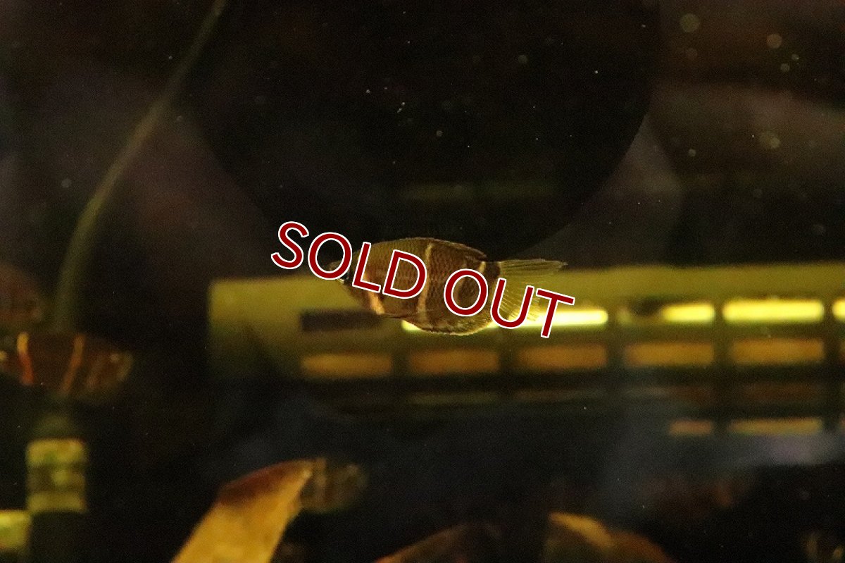 画像2: 【淡水魚】【通販】チョコレートグラミー【1匹 サンプル画像】(グラミー)(生体)(淡水)NKＩＫ (2)