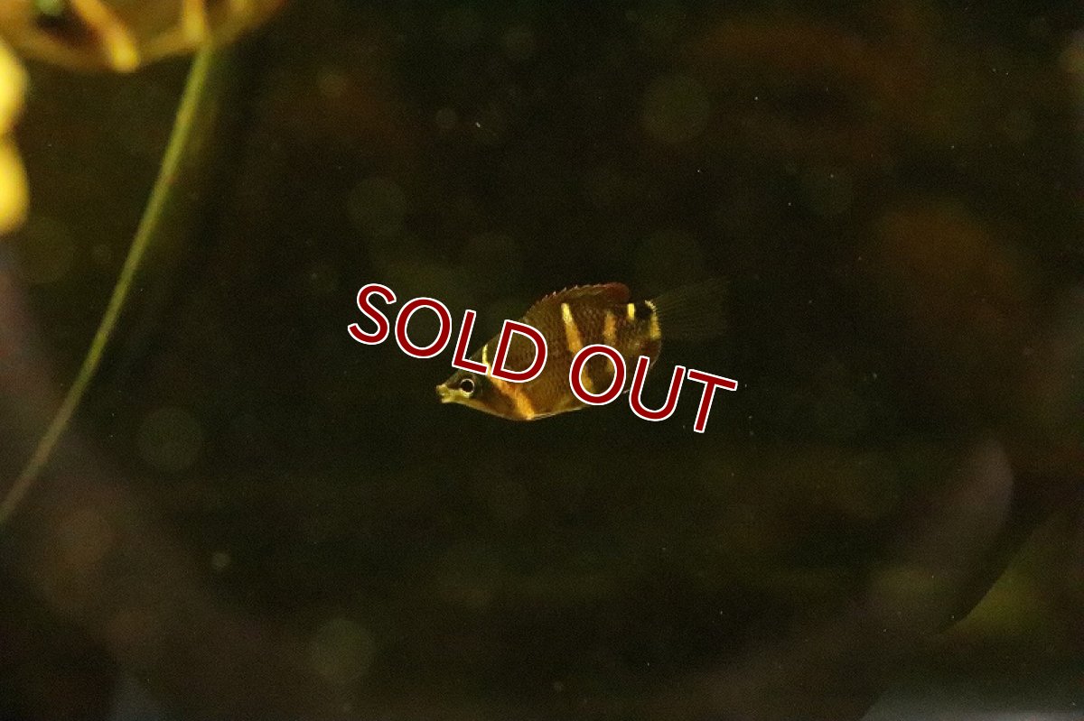 画像3: 【淡水魚】【通販】チョコレートグラミー【1匹 サンプル画像】(グラミー)(生体)(淡水)NKＩＫ (3)