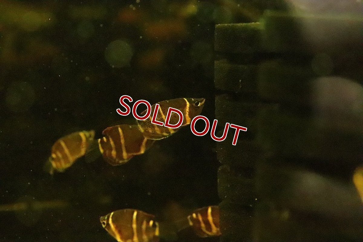 画像4: 【淡水魚】【通販】チョコレートグラミー【1匹 サンプル画像】(グラミー)(生体)(淡水)NKＩＫ (4)