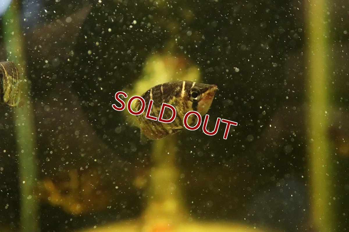 画像2: 【淡水魚】チェリーチョコレートグラミー(スファエリクティス セラタネンシス) ワイルド【１匹 サンプル販売】(グラミー)(生体)(淡水)NK (2)