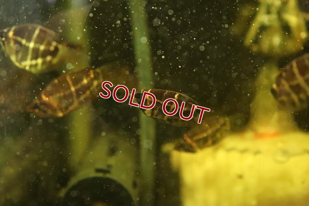 画像3: 【淡水魚】チェリーチョコレートグラミー(スファエリクティス セラタネンシス) ワイルド【１匹 サンプル販売】(グラミー)(生体)(淡水)NK (3)