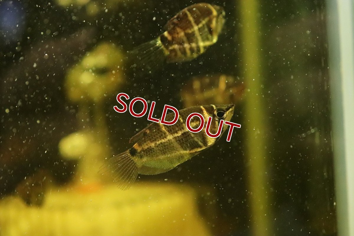 画像4: 【淡水魚】チェリーチョコレートグラミー(スファエリクティス セラタネンシス) ワイルド【１匹 サンプル販売】(グラミー)(生体)(淡水)NK (4)