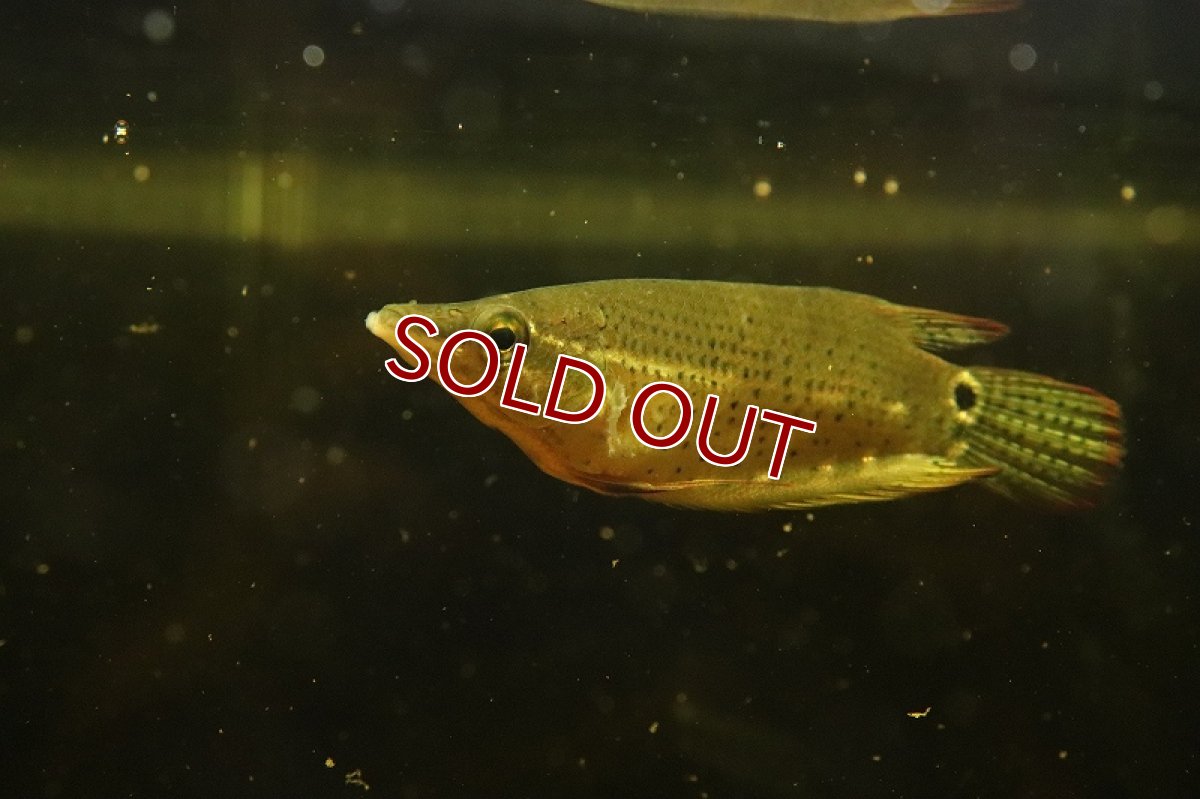 画像2: 【淡水魚】【通販】レア種 クテノプス ノビリス ワイルド(ノベルグラミー)【１匹サンプル画像】(グラミー)(生体)(淡水)NK (2)