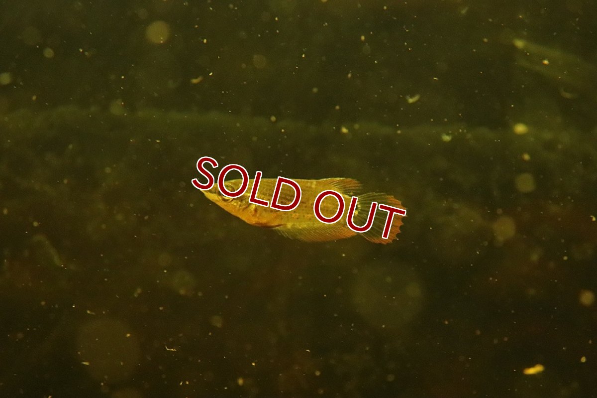 画像4: 【淡水魚】【通販】レア種 クテノプス ノビリス ワイルド(ノベルグラミー)【１匹サンプル画像】(グラミー)(生体)(淡水)NK (4)