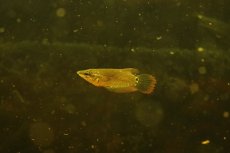 画像4: 【淡水魚】【通販】レア種 クテノプス ノビリス ワイルド(ノベルグラミー)【１匹サンプル画像】(グラミー)(生体)(淡水)NK (4)