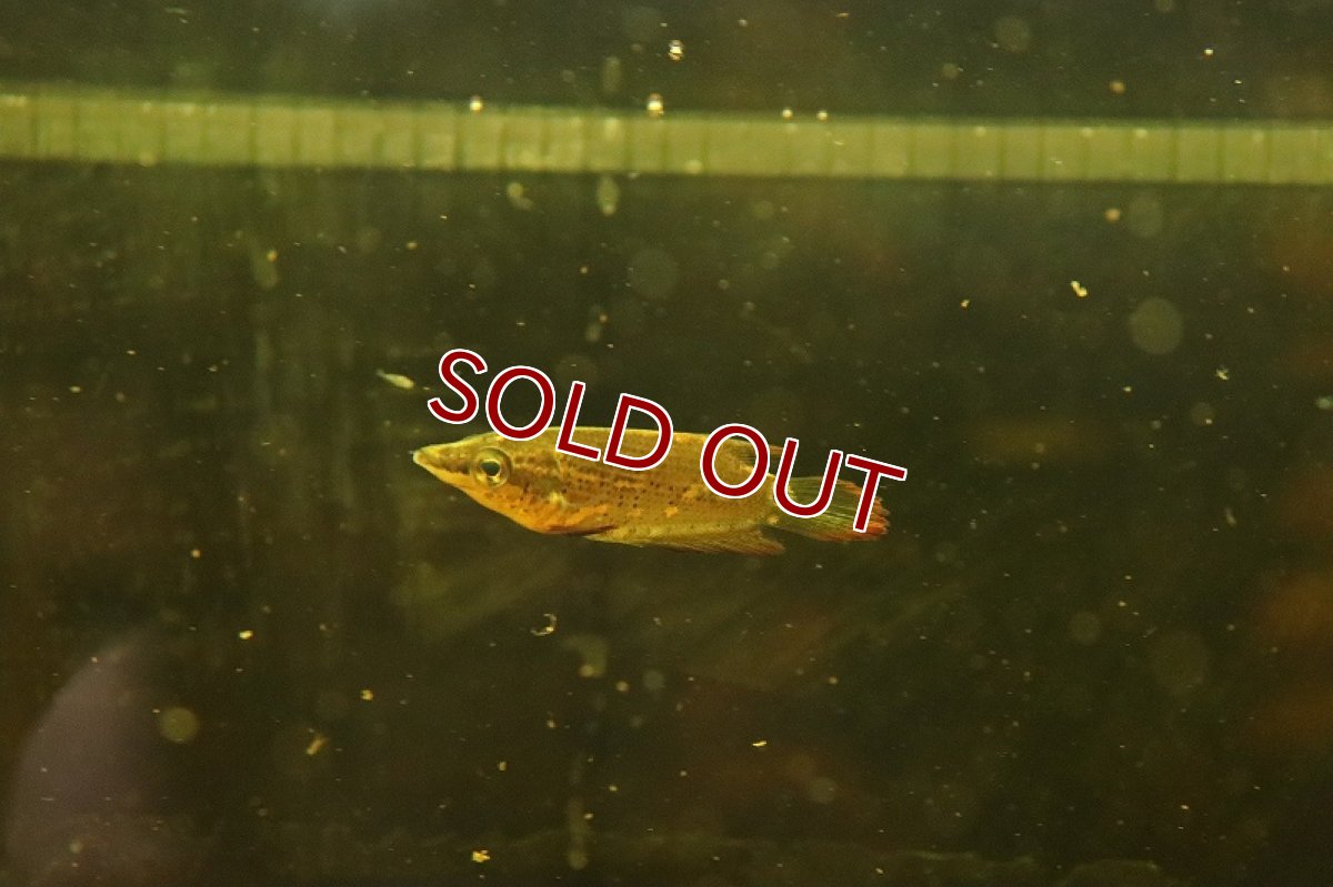 画像5: 【淡水魚】【通販】レア種 クテノプス ノビリス ワイルド(ノベルグラミー)【１匹サンプル画像】(グラミー)(生体)(淡水)NK (5)