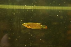 画像5: 【淡水魚】【通販】レア種 クテノプス ノビリス ワイルド(ノベルグラミー)【１匹サンプル画像】(グラミー)(生体)(淡水)NK (5)