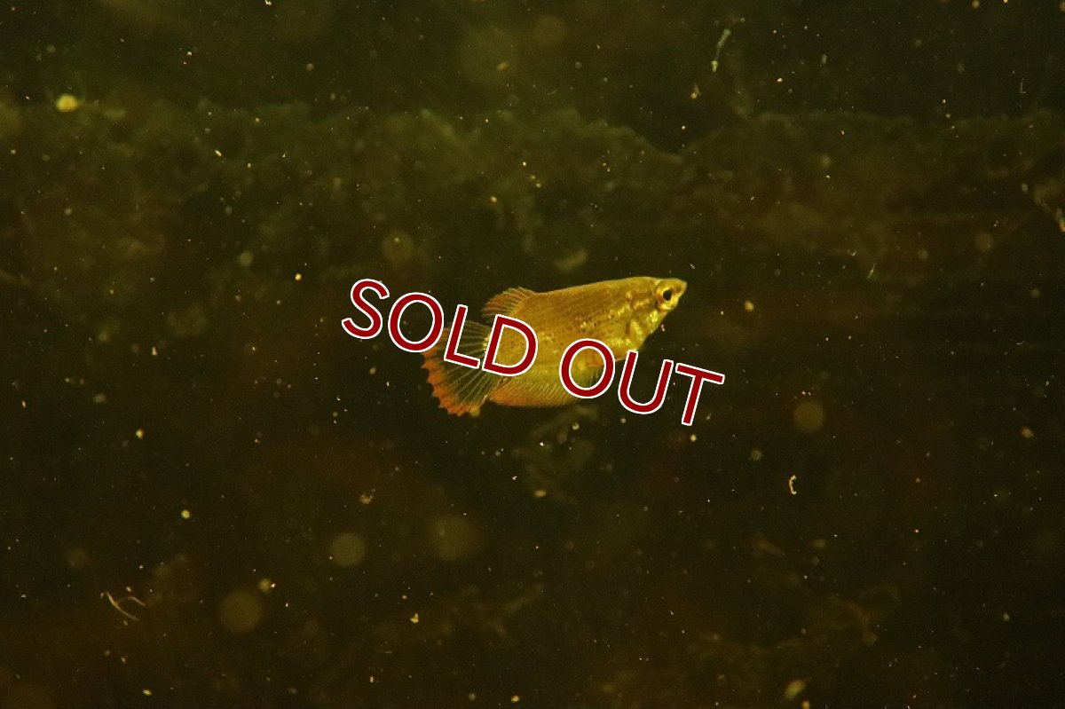 画像6: 【淡水魚】【通販】レア種 クテノプス ノビリス ワイルド(ノベルグラミー)【１匹サンプル画像】(グラミー)(生体)(淡水)NK (6)