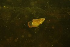 画像6: 【淡水魚】【通販】レア種 クテノプス ノビリス ワイルド(ノベルグラミー)【１匹サンプル画像】(グラミー)(生体)(淡水)NK (6)