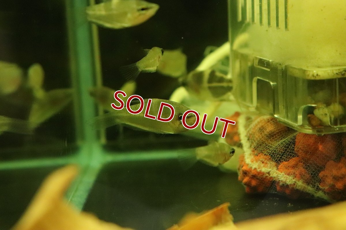 画像2: 【ウィンターセール 10％OFF対象商品】【淡水魚】レア種 スファエリクティス アクロストマ ワイルド【1匹 サンプル画像】(グラミー)(生体)(淡水)NK (2)