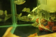 画像2: 【淡水魚】スファエリクティス アクロストマ ワイルド【1匹 サンプル画像】(グラミー)(生体)(淡水)NK (2)