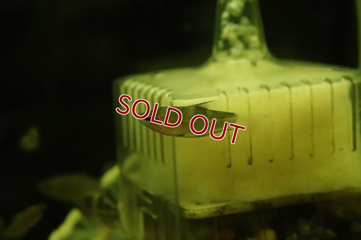 画像3: 【ウィンターセール 10％OFF対象商品】【淡水魚】レア種 スファエリクティス アクロストマ ワイルド【1匹 サンプル画像】(グラミー)(生体)(淡水)NK (3)