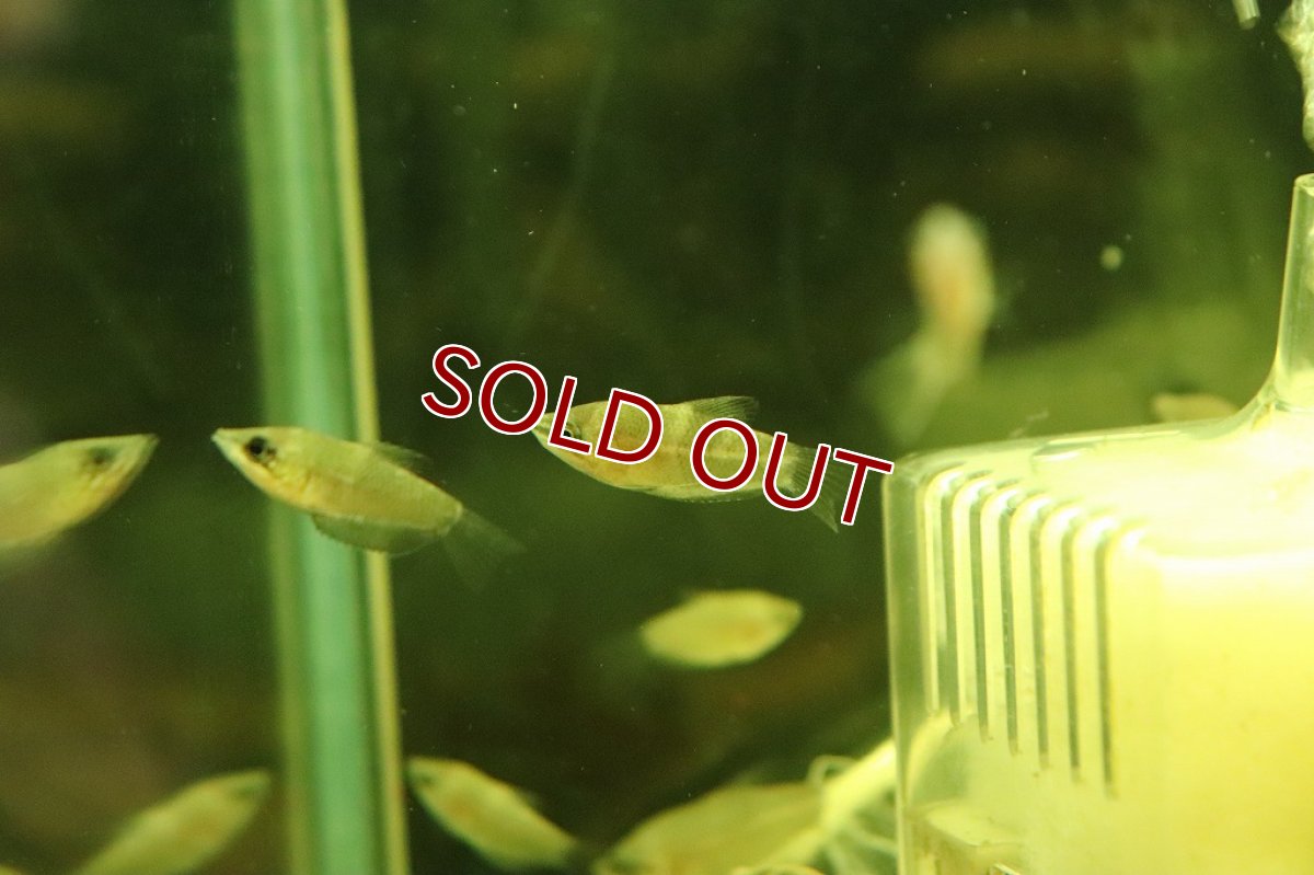 画像4: 【ウィンターセール 10％OFF対象商品】【淡水魚】レア種 スファエリクティス アクロストマ ワイルド【1匹 サンプル画像】(グラミー)(生体)(淡水)NK (4)