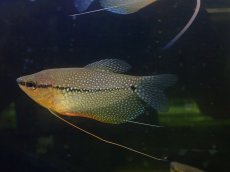 画像1: 【淡水魚】【通販】大特価 パールグラミー ワイルド【1匹 サンプル画像】（グラミー）（生体）（熱帯魚）NK (1)