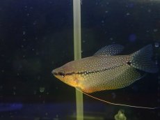 画像2: 【淡水魚】【通販】大特価 パールグラミー ワイルド【1匹 サンプル画像】（グラミー）（生体）（熱帯魚）NK (2)