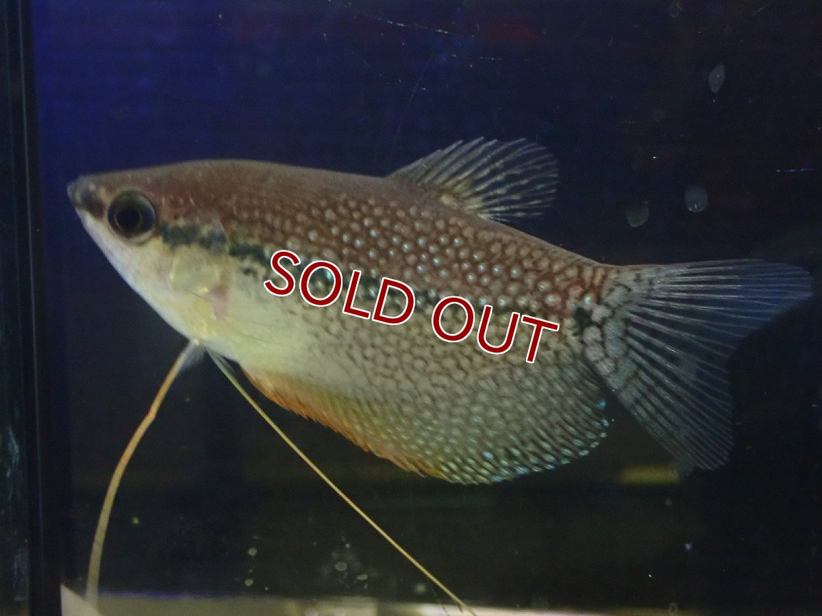 画像3: 【淡水魚】【通販】パールグラミー【1匹 サンプル画像】（グラミー）（生体）（熱帯魚）NK (3)